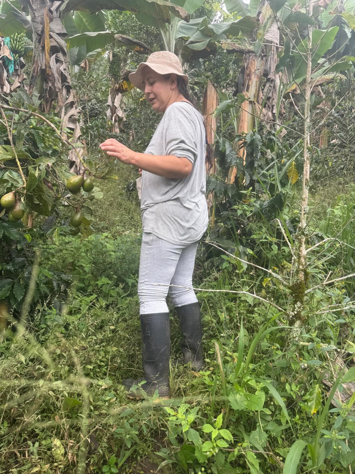 Rows of coffee stretching down the hillside