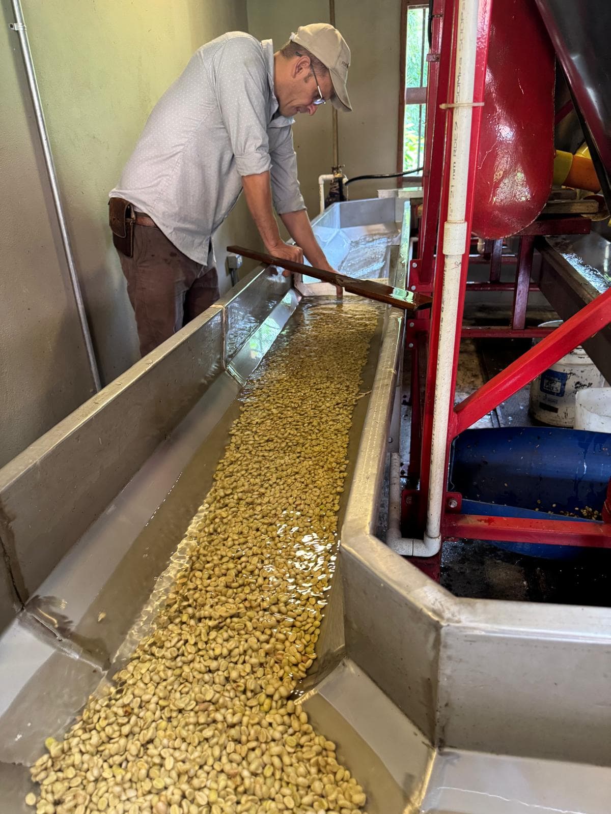 Workers moving through the coffee rows