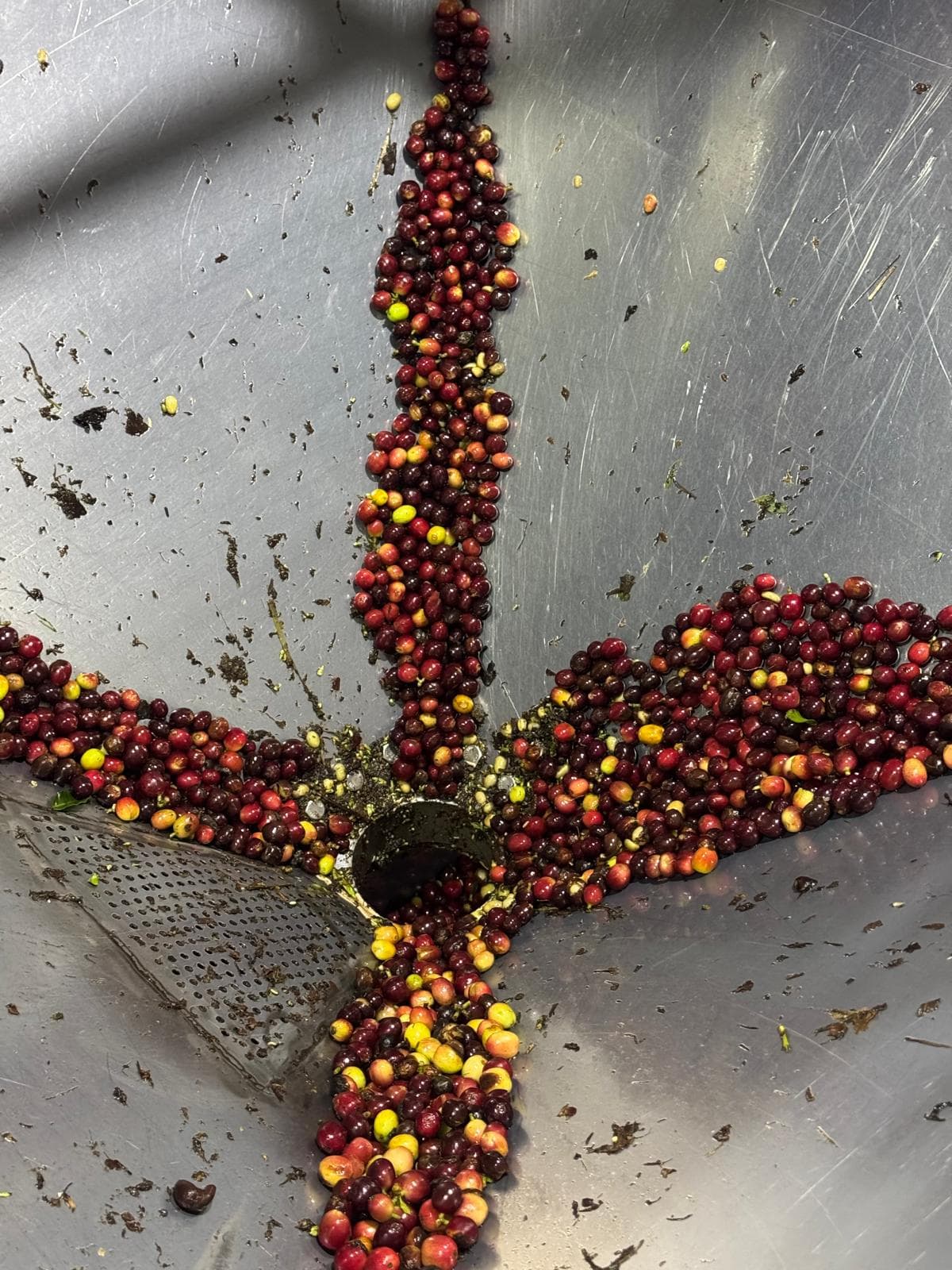 Shaded grove beside the drying beds
