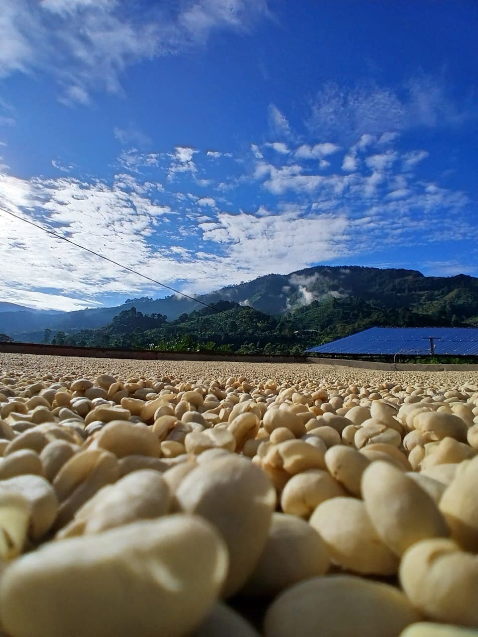 Sun-dried parchment coffee under mountain skies