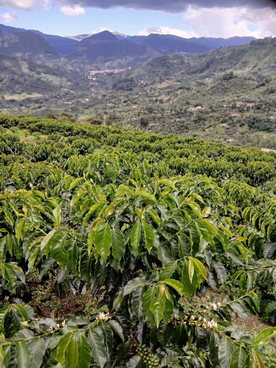 Coffee rows hugging the Andes foothills