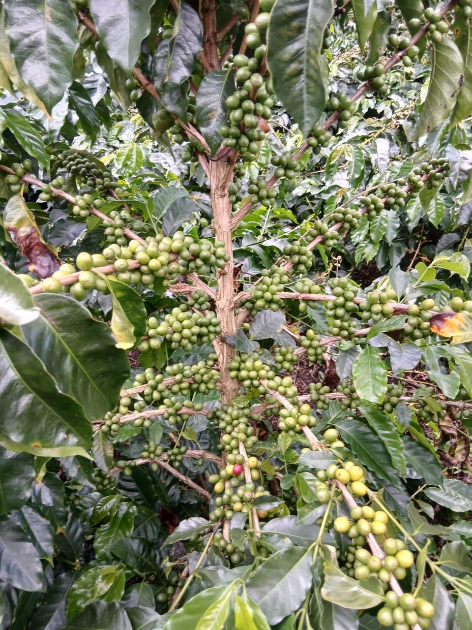 Early green cherries forming on the branch