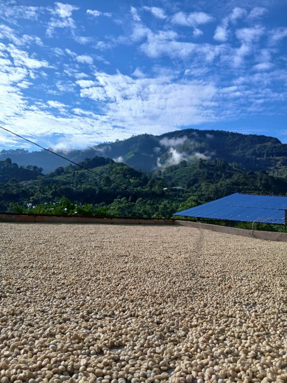 Washed coffee drying with valley views