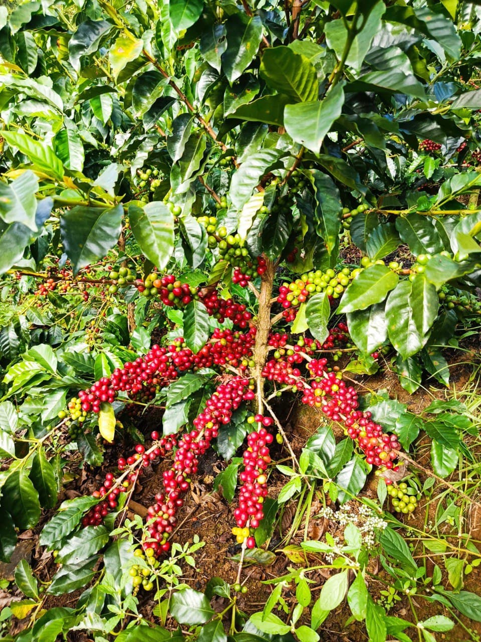 Ripe red cherries ready for hands-on picking
