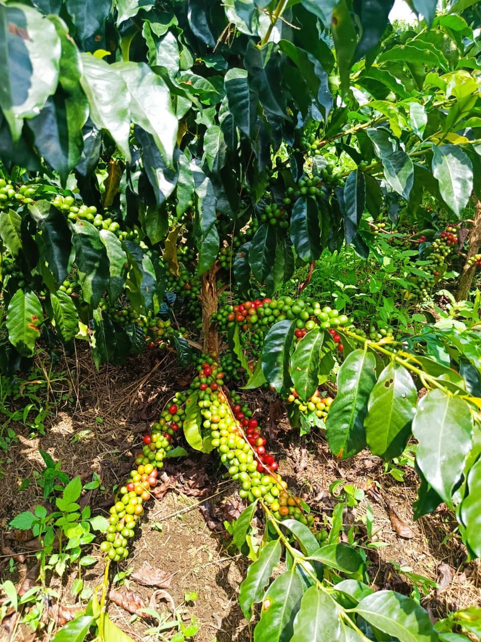 Ripening rows shaded by deep green leaves